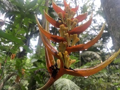 Heliconia