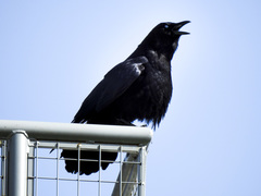 Corvus brachyrhynchos