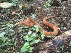 Bothrocophias hyoprora