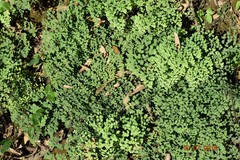 Adiantum poiretii
