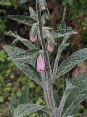 Digitalis minor
