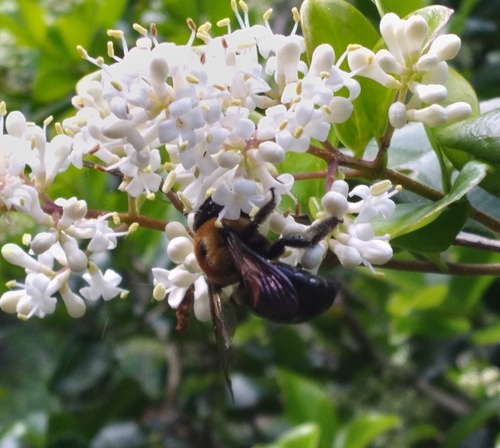 Xylocopa virginica image