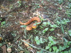 Bothrocophias hyoprora