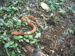 Bothrocophias hyoprora