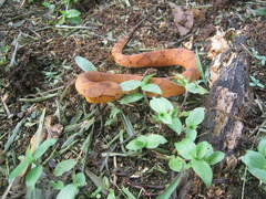 Bothrocophias hyoprora