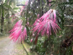 Calliandra selloi