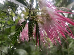 Calliandra selloi