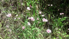 Crepis rubra