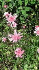 Crepis rubra