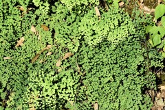 Adiantum poiretii