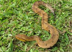 Bothrocophias hyoprora
