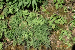 Adiantum poiretii