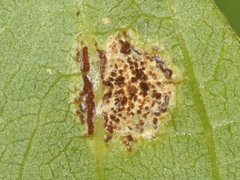 Puccinia arechavaletae