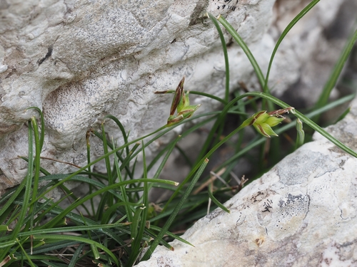 Carex rorulenta