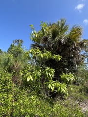 Alstonia macrophylla
