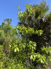Alstonia macrophylla