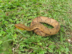 Bothrocophias hyoprora