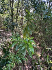 Alstonia macrophylla