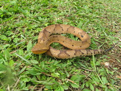 Bothrocophias hyoprora