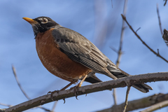 Turdus migratorius image