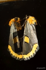 Chrysoecia morga