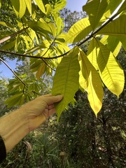 Alstonia macrophylla
