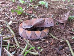 Bothrocophias hyoprora