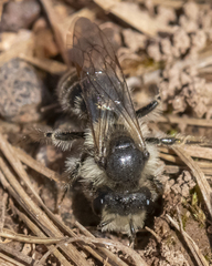 Andrena erythronii
