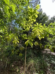 Alstonia macrophylla