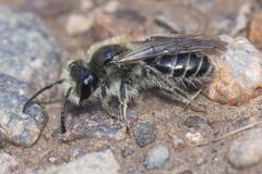 Andrena erythronii