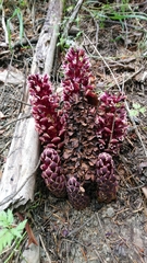 Kopsiopsis strobilacea