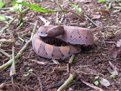 Bothrocophias hyoprora