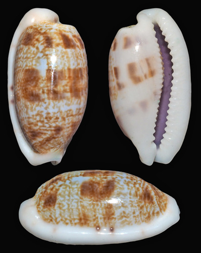 Cypraea teres observed 2016-10-08