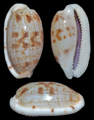 Talostolida teres