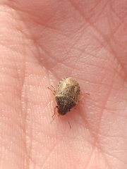 Sciocoris sideritidis