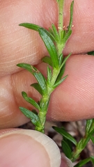Fumana thymifolia
