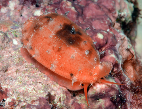 Cypraea teres observed 2012-01-23
