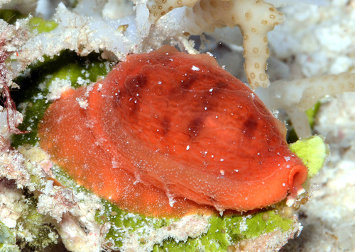 Cypraea teres observed 2012-04-09