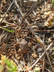 Sciocoris sideritidis