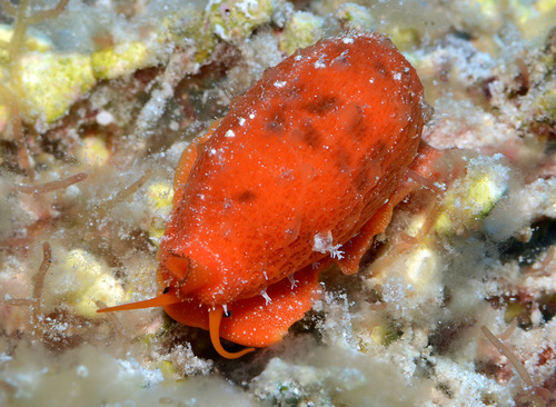 Cypraea teres observed 2012-10-08