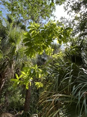 Alstonia macrophylla