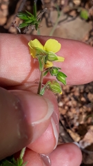 Fumana thymifolia