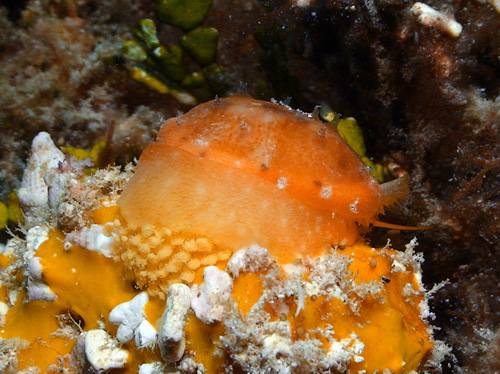 Cypraea teres observed 2011-09-03