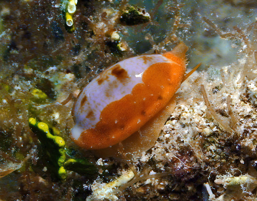 Cypraea teres observed 2011-04-04