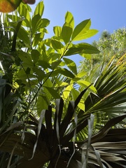 Alstonia macrophylla