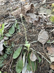 Antennaria solitaria