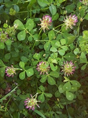 Trifolium spumosum