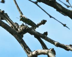Lampetis tucumana