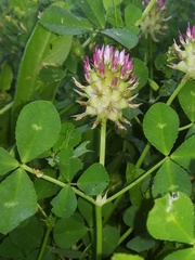 Trifolium spumosum