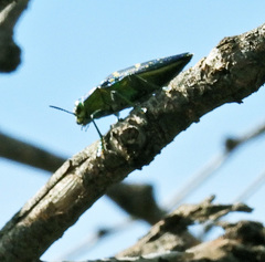 Lampetis tucumana